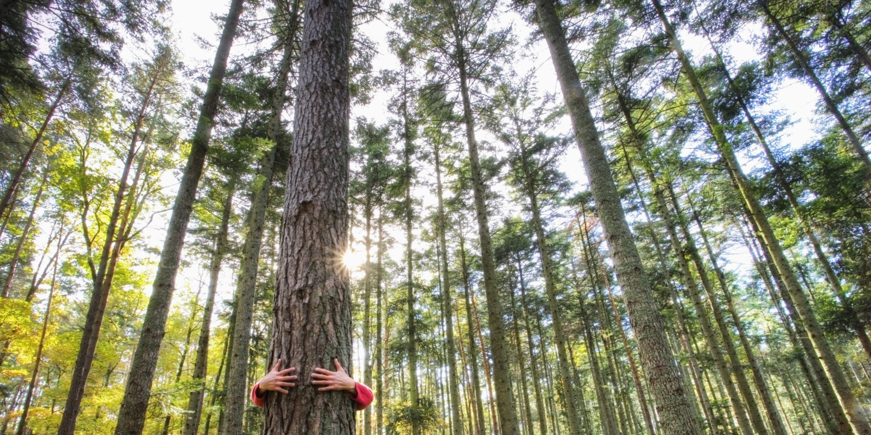 Ein Mann umarmt einen Baum in einem Wald